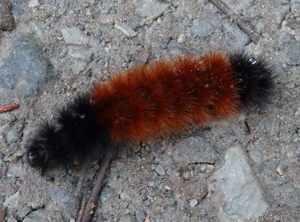 download pet woolly worm download pet woolly worm