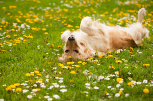 Happy dog rolling in flowers