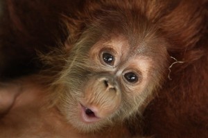 Mega - Orangutan Outreach