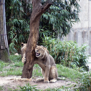 2015_08_14-LionTree(3)