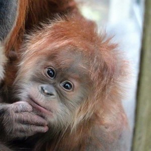 French orangutan