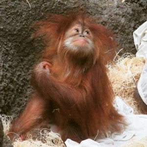 Ginger, big hair