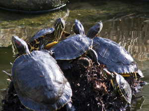 2016_03_10--Turtles