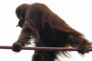 2016_04_30--Orangs(1)