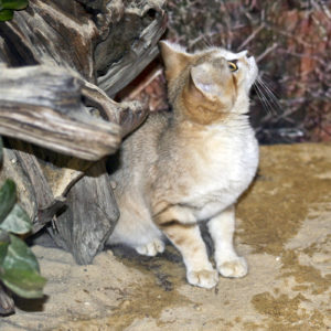 2016_02_11--SandCat(1)