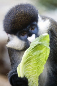 redtailedmonkey1-2016_11_04-0119